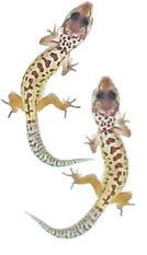 Twins