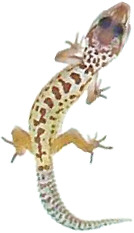 Der Gecko, der eine Eidechs(e) sein sollte